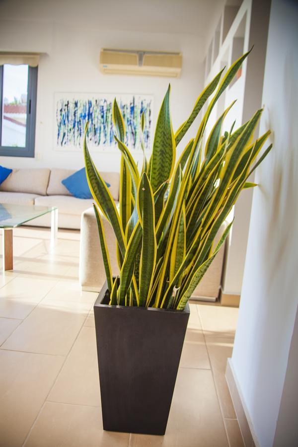 Villa Infinite Blu Paphos Bagian luar foto